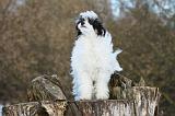 CHIEN NU CHINOIS 002